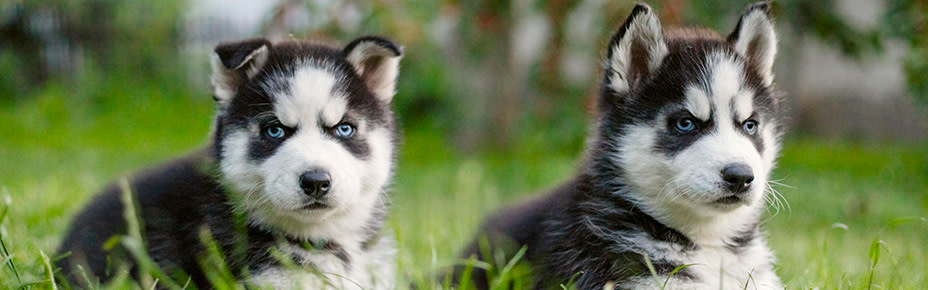 Wie Viel Kostet Ein Husky Welpe Im Tierheim Infos zum Kauf eines Huskys: Kosten & Tipps für deinen Welpen - Pets Deli