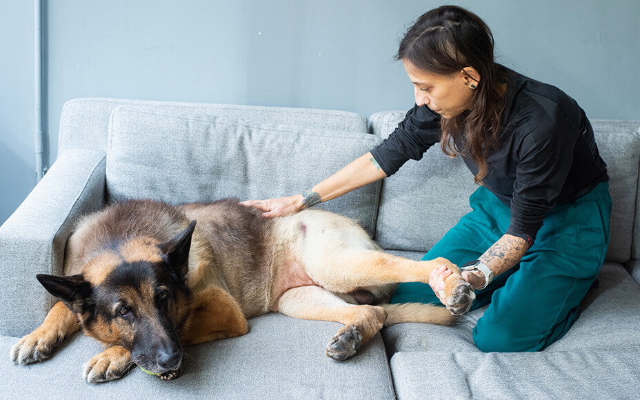 Schlaganfall beim Hund Ursache, Symptome und Behandlung Pets Deli