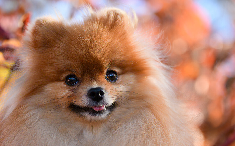 beliebteste hunderassen Pomeranian