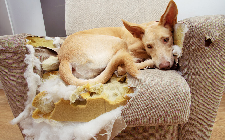 Hund sitzt auf zerstörtem Sofa