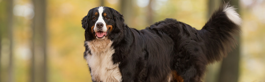 header berner sennenhund