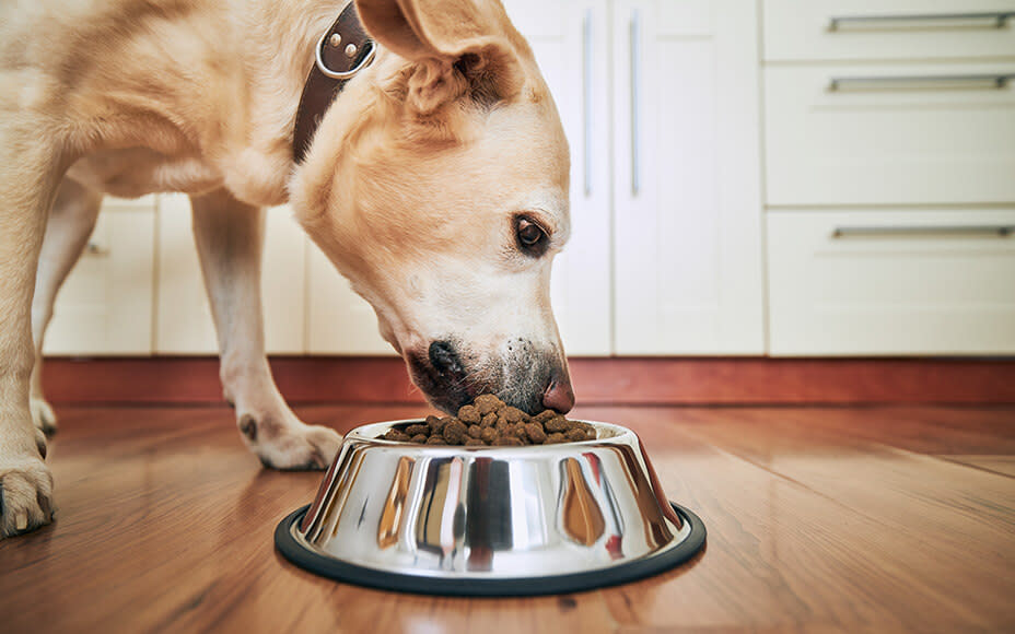 Hund frisst aus Napf