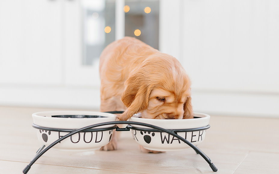 hunderassen welpen chockerspaniel