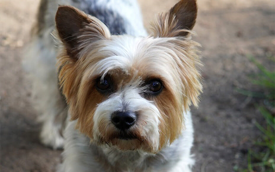 Hunderasse biewer yorkshire terrier portrait