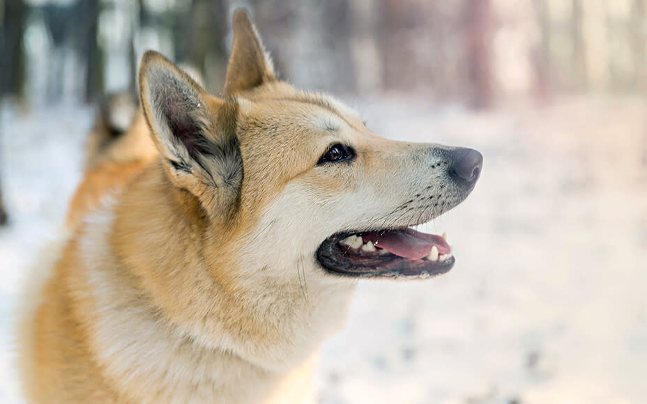 russische hunderassen laika