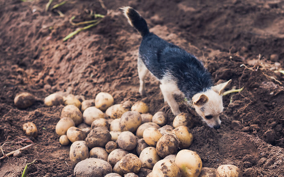 Dürfen Hunde Kartoffeln essen