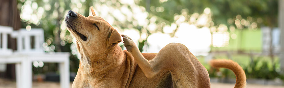 Hund kratzt sich hinter dem Ohr