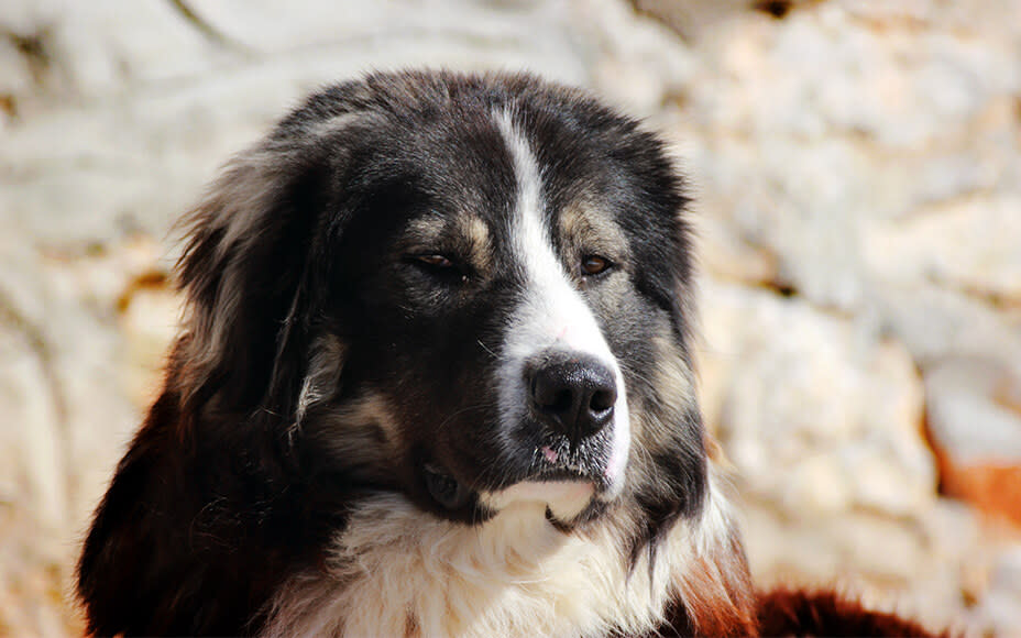 bulgarische hunderasse bulgarischer schaeferhund