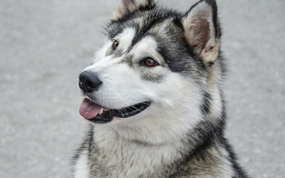 Freundlicher Hund mit flauschigem Fell