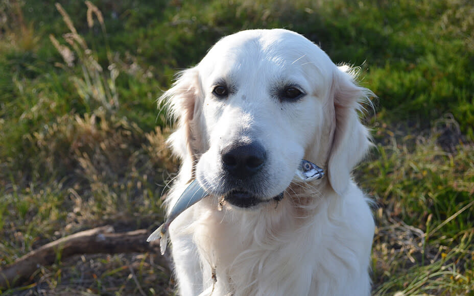 Hund mit Fisch im Maul