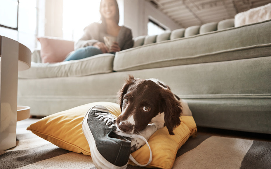 Hund mit Schuh