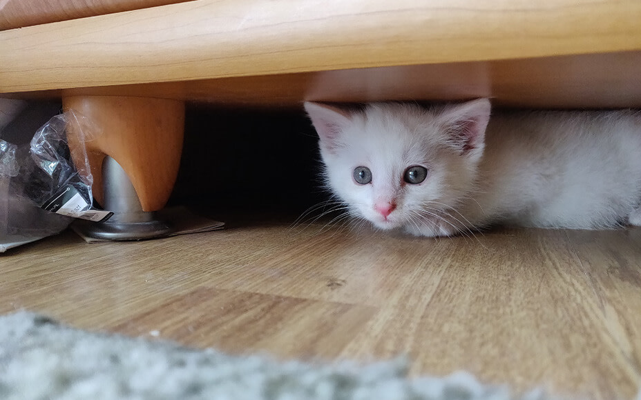 Junges Kitten versteckt unterm Sofa
