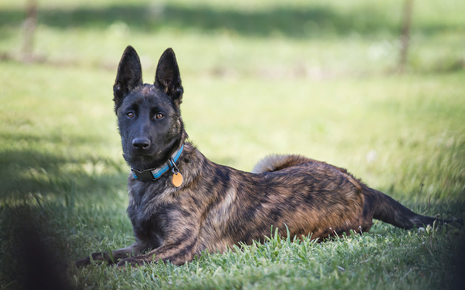 20220422 hollaendische hunderassen hollaendischer schaeferhund