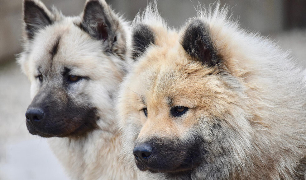 Hunderasse-Eurasier-zwei-Hunde