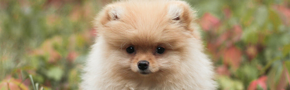 header pomeranian welpen