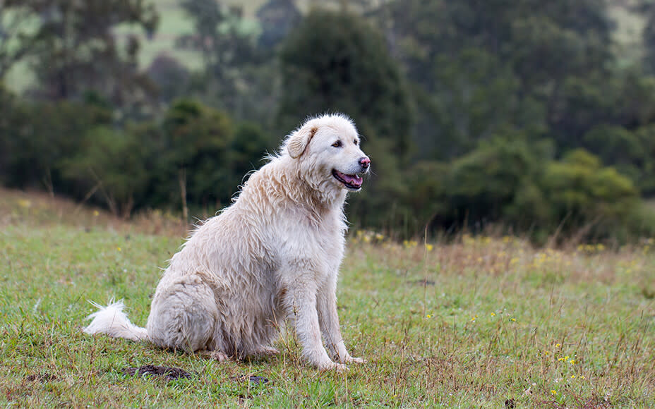 Großer weißer Hirtenhund sitzt auf Wiese