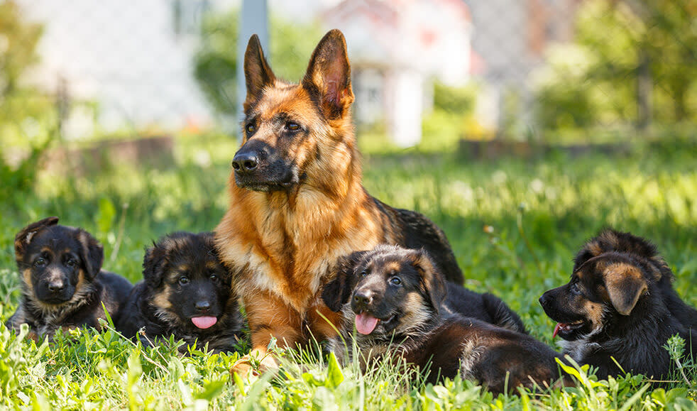 Schaeferhund-Welpen-mit-Mutter