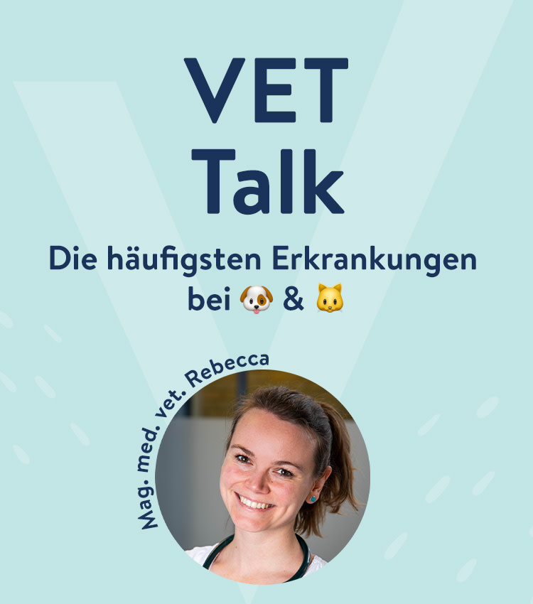 Erkrankungen bei Hunden und Katzen 