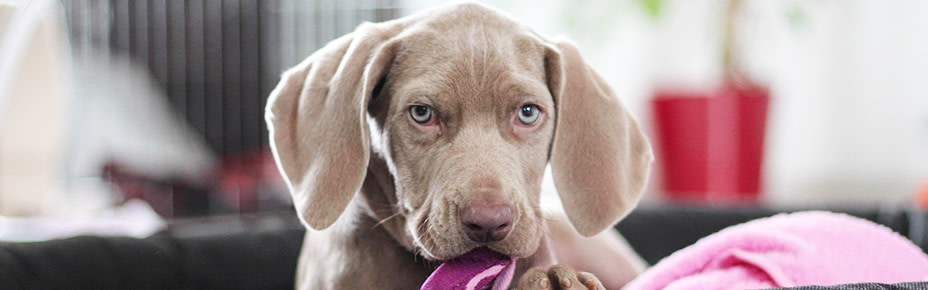 header weimaraner welpen