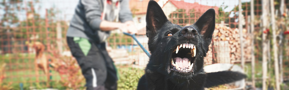 Schwarzer Hund bellt an Leine