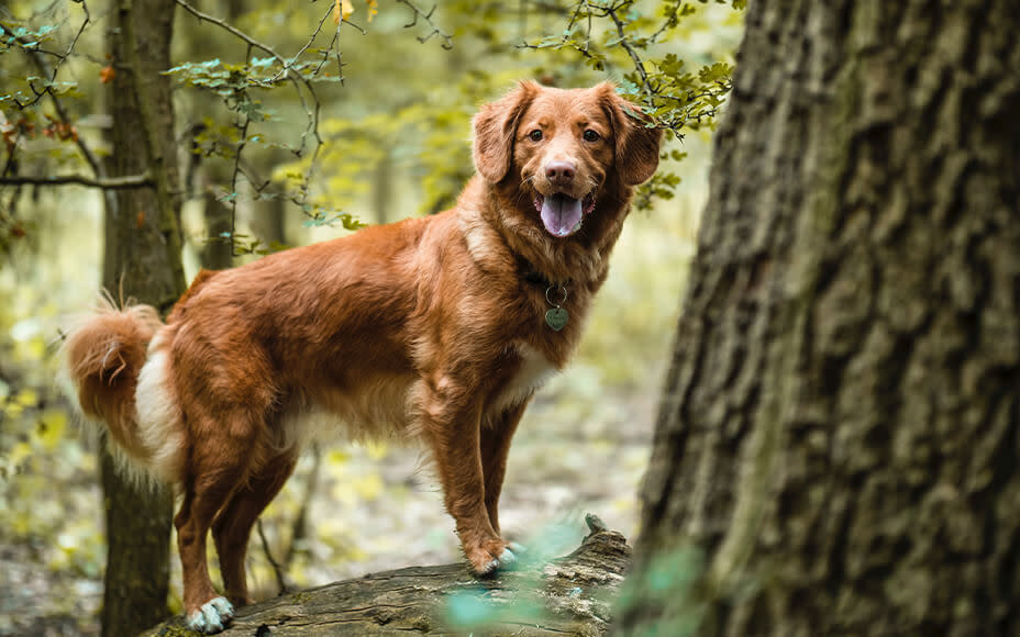 Nova Scotia Duck Tolling Retriever im Wald