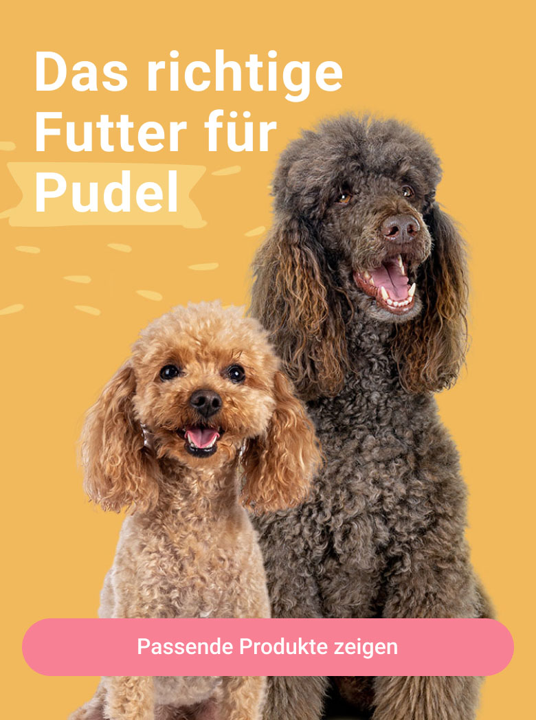 PD-LP-dog-breeds-header-01-pudel-240110