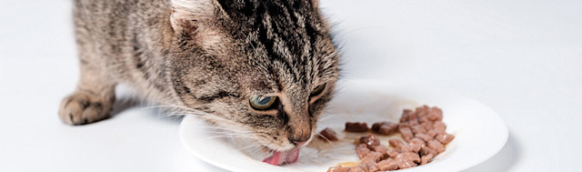Dürfen Katzen rohen Fisch essen? Wir verraten es dir. - Pets Deli
