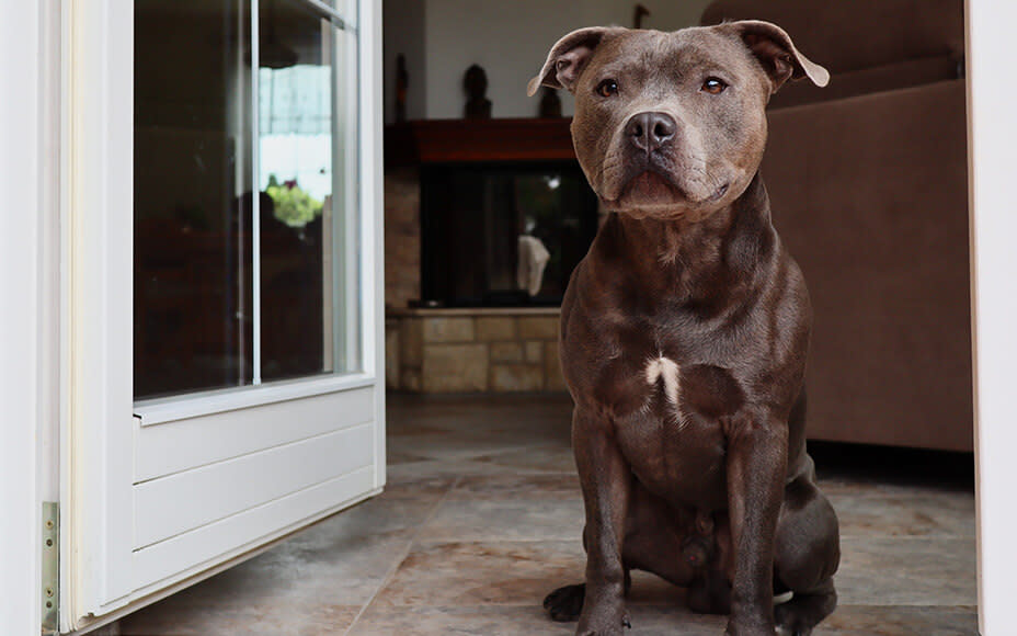 hunderasse staffordshire bullterrier