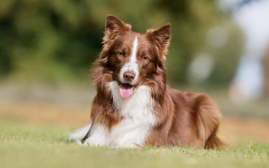 schoenste hunderassen bordercollie