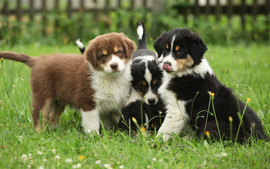 Wie Viel Kostet Ein Australian Shepherd Im Monat www.petsdeli.ch