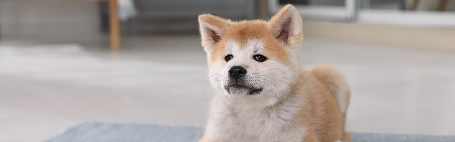 header akita inu welpe