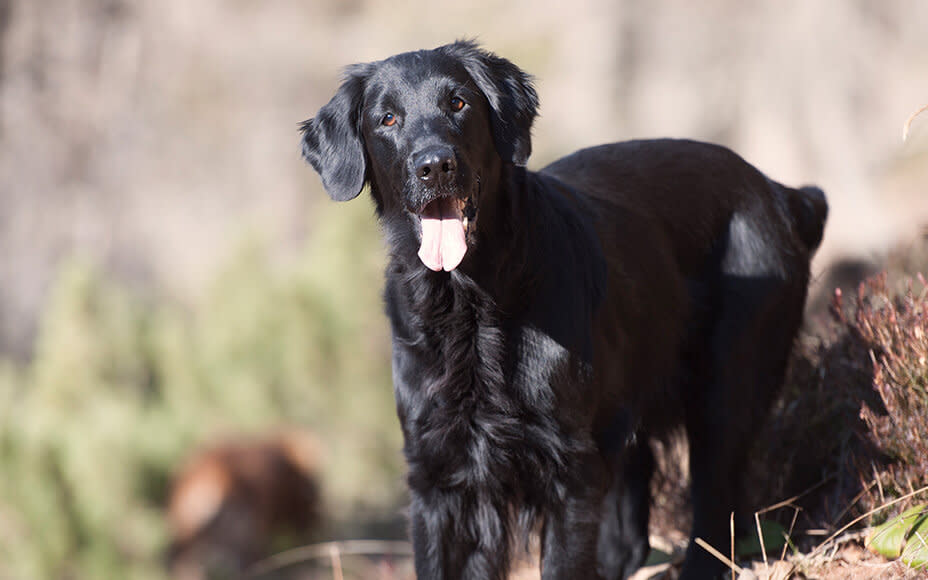 schwarze hunderassen flat coated retriever