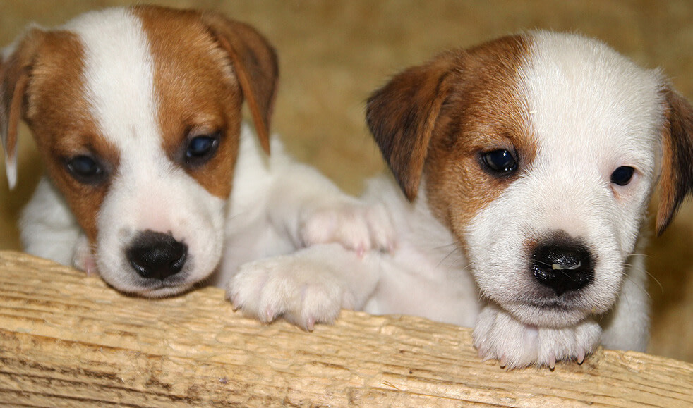 Jack-Russell-Welpen