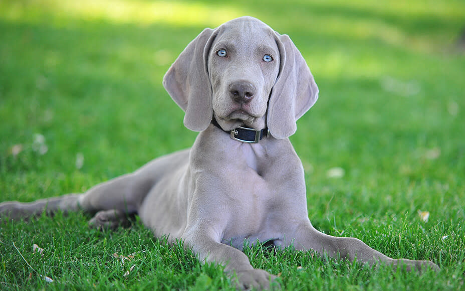 hunderasse weimaraner welpe