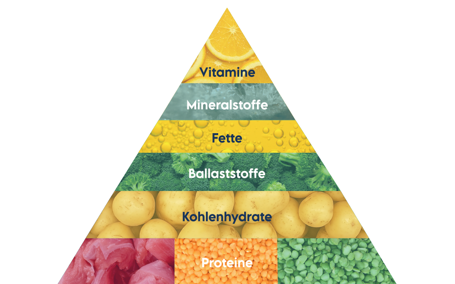 Pyramide Ernährung Hund