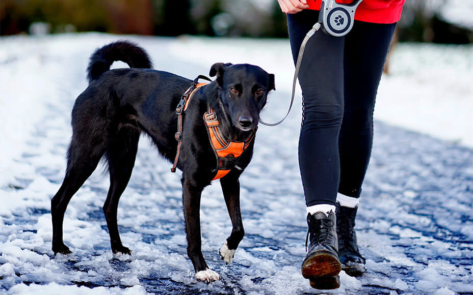 Hund mit Geschirr und Leine im Schnee