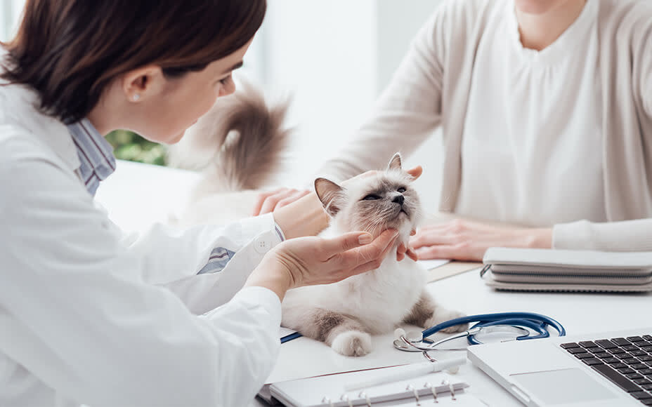 Darauf kann ein tränendes Auge bei Katzen hindeuten Pets Deli