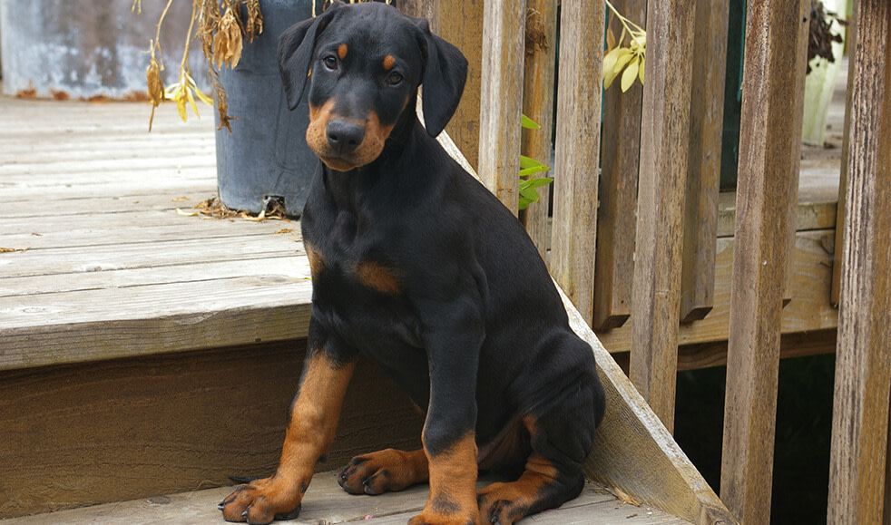 Dobermann-Welpe