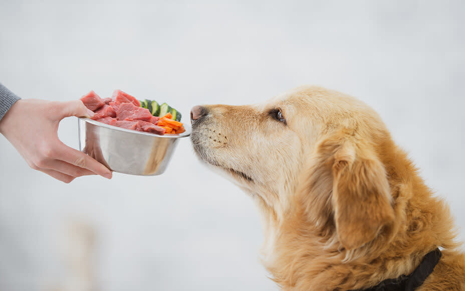 Hund mit Napf mit Fleisch und Gemüse