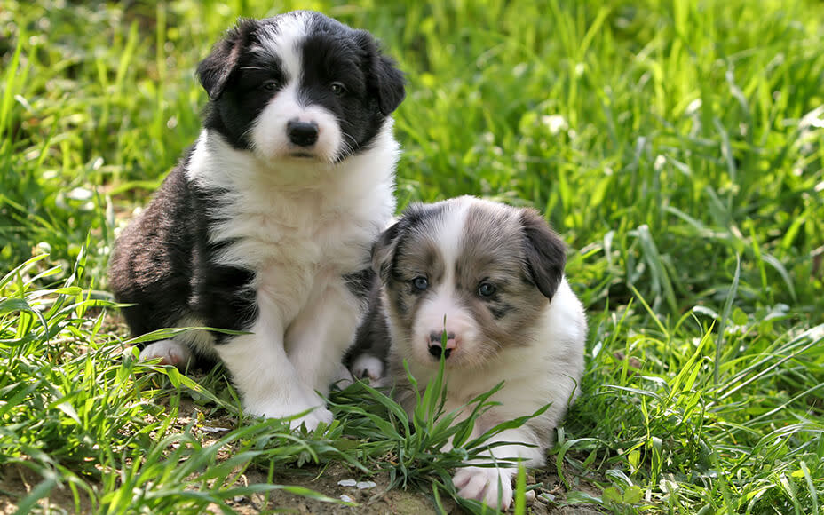 border collie welpen