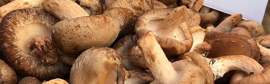 Viele braune Champignons