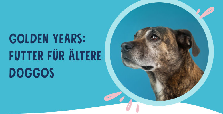 PNJ-header-mobile-dog-senior-DE-250912