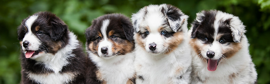 Wie Viel Kostet Ein Australian Shepherd Im Monat Australian Shepherd Welpen - Kosten für die Rasse & Tipps zur Erziehung