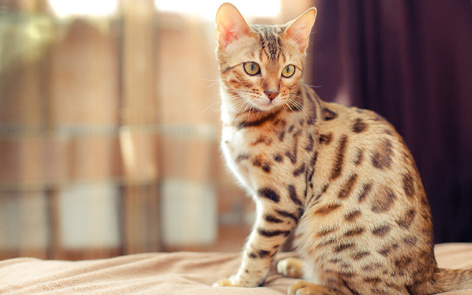 hypoallergene katzenrassen bengal katze