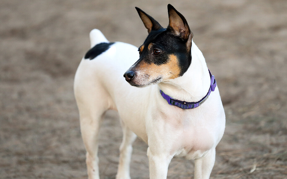 amerikanische hunderassen american toyterrier