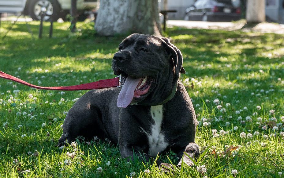 hunderasse cane corso erziehung