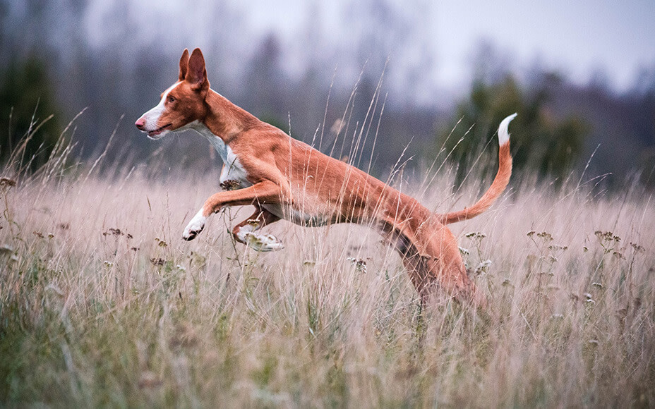 schoenste hunderassen podenco