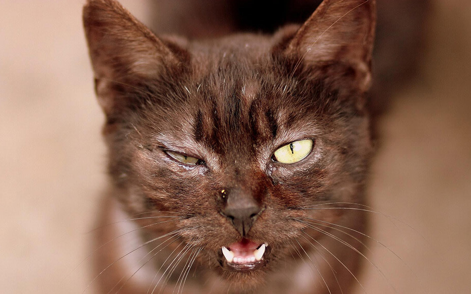 Augenentzündungen bei Katzen erkennen und behandeln Pets Deli