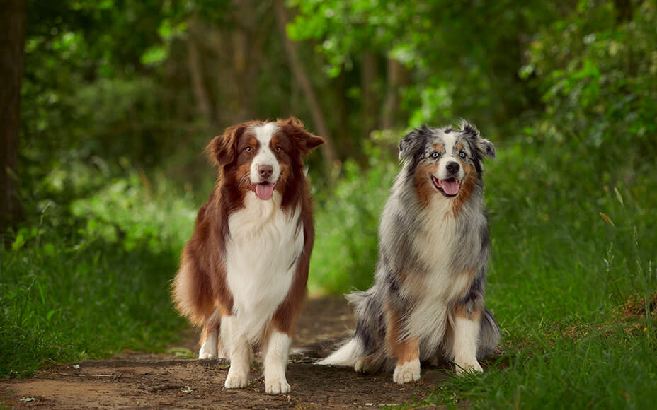 australische hunderassen australian shepherd