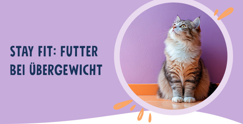PNJ-header-mobile-cat-overweight-DE-250912